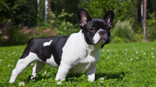 Dono de cachorro perdido terá de indenizar casal que encontrou o animal